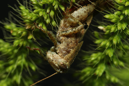 Brown grasshopper on grassの写真素材