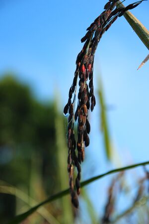Rice harvest of large trailer waiting to Thailand.の写真素材