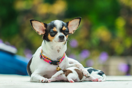 Puppy, Puppies,Dog, Chihuahuaの写真素材