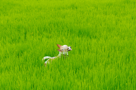 Puppy, Puppies,Dog, Chihuahuaの写真素材