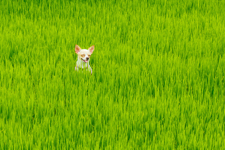 Puppy, Puppies,Dog, Chihuahuaの写真素材