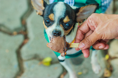 Puppy, Puppies,Dog, Chihuahuaの写真素材