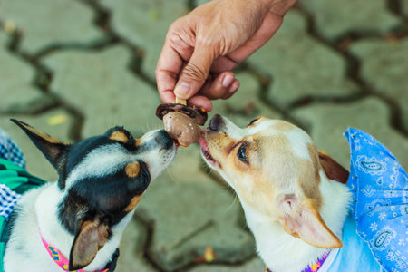 Puppy, Puppies,Dog, Chihuahuaの写真素材