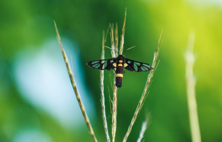 Insect