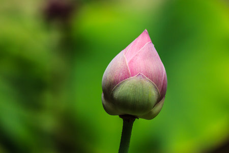 Lotus, flowersの写真素材