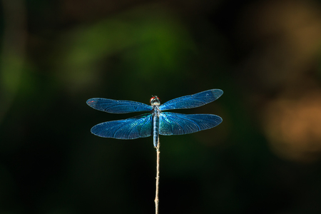 Dragonfly, insects, natureの写真素材