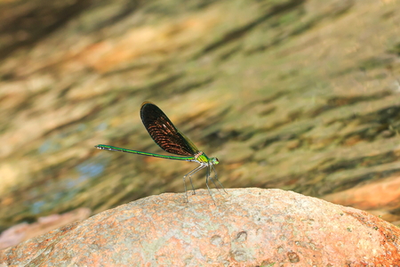 Damselfly,Dragonfly, insects.の写真素材