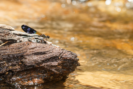 Damselfly,Dragonfly, insectsの写真素材