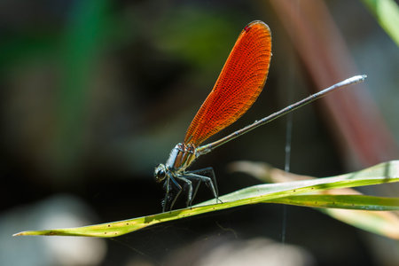 Damselfly,Dragonfly, insects.の写真素材