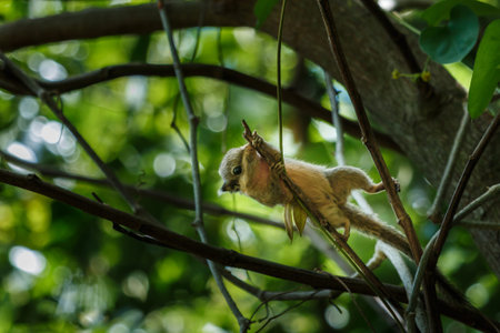Squirrel,Squirrel in Thailand.の写真素材