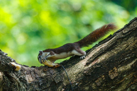 Squirrel,Squirrel in Thailand.の写真素材