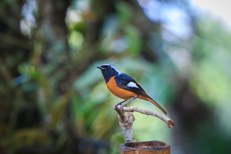 Bird,Daurian Redstart ,Wild birds, birds of the mountains (Doi Chang Mub Mae Fah Luang Arboretum) Thailand.の写真素材