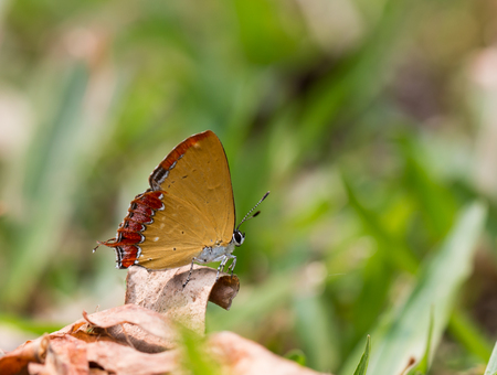 Butterfly, moths, insects, nature.の写真素材