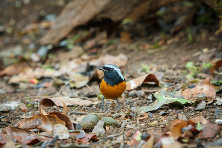 Bird,Daurian Redstart ,Wild birds, birds of the mountains (Doi Chang Mub Mae Fah Luang Arboretum) Thailand.の写真素材