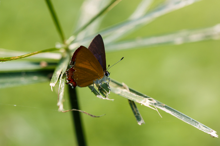 Butterfly, moths, insects, nature.の写真素材