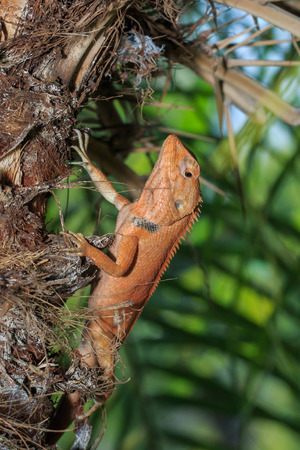 Lizards, reptile,changeable,animal.の写真素材