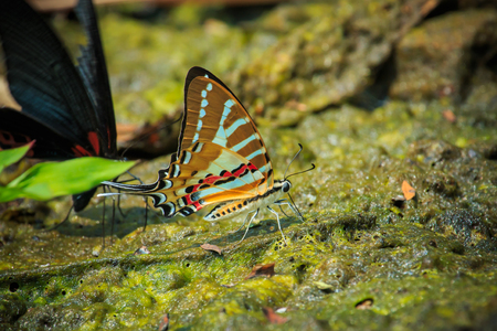 Butterfly, beautiful butterfly.の写真素材