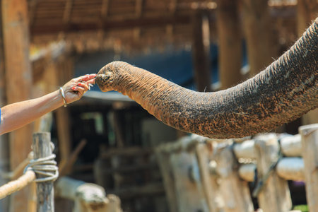 Trunk,Trunk elephant, elephant-Thailand Elephant Conservation Center, Lampang Thailandの写真素材