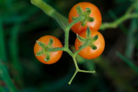 Tomatoes, tomatoes top view.の写真素材