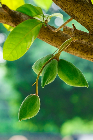 Tree chestnut,chestnut (Sterculia monosperma).の写真素材