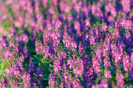 Beautiful flowers, flower field.
