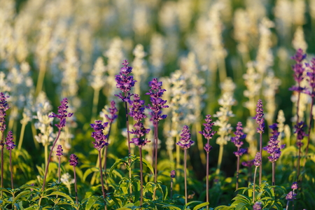 Beautiful flowers, flower field.の写真素材