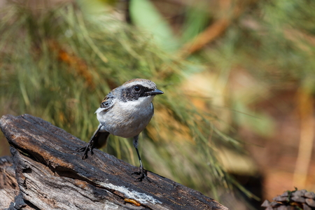 The birds in the nature of Thailand,Grey Bushchat ( Saxicola ferrea ) .の写真素材