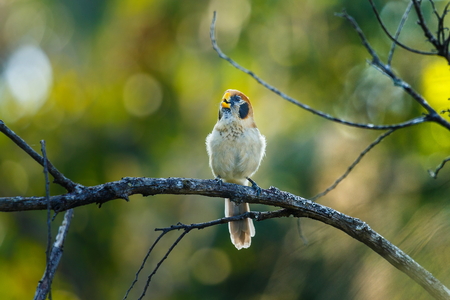 Spot-Breasted Parrotbill ,Birds of Thailand ( Doi Sun Juh) Chiang Mai.の写真素材