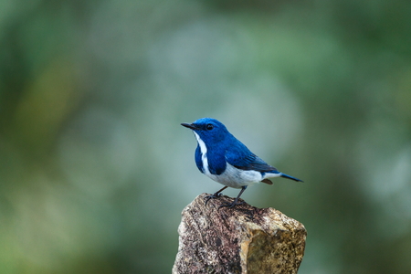 ltramarine flycatcher (male),Bird of Doi-Sunju ,Chiang Mai,Thailand.の写真素材