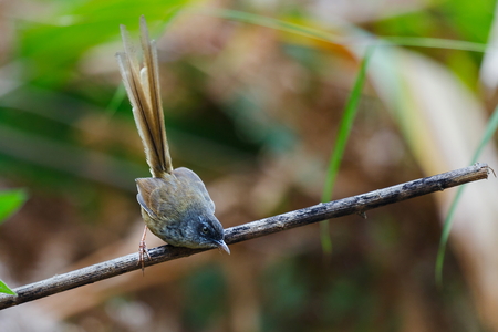 Rusty-cheeked Scimitar Babbler,Bird of Doi-Sunju ,Chiang Mai,Thailand.の写真素材