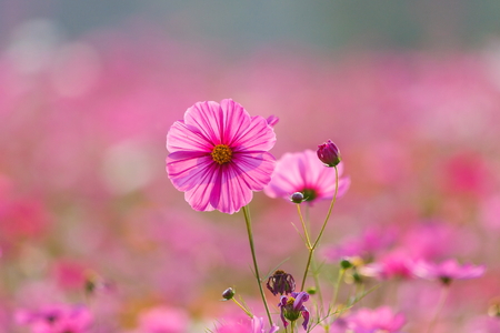 Cosmos flower meadows,Cosmos,flowers cosmos of Singha Park Chiang Rai,Chiang Rai, Thailand.の写真素材