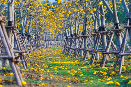 Park,Garden path,Singhapark,Chiang Rai, Thailand.の写真素材