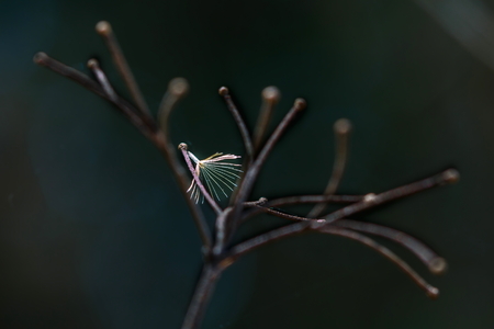 Dry grass,dried flowers.の写真素材