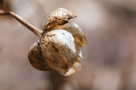 Dry grass,dried flowers.の写真素材