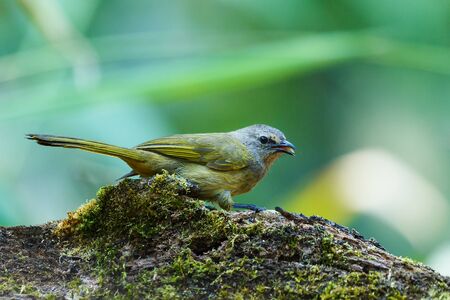 Crested Finchbill, Birds of Thailand(Doi Sun Juh) Chiang Mai.の写真素材