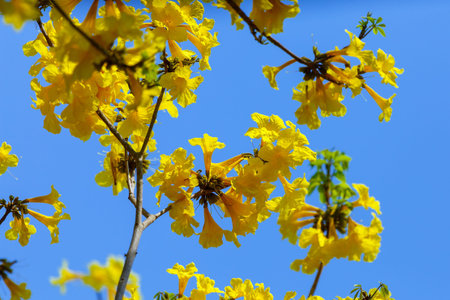 Yellow flowers, Silver trumpet tree, Tree of gold, Paraguayan silver trumpet tree.