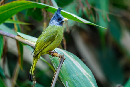 Birds ,Crested Finchbill, Birds of Thailand(Doi Sun Juh) Chiang Mai.の写真素材