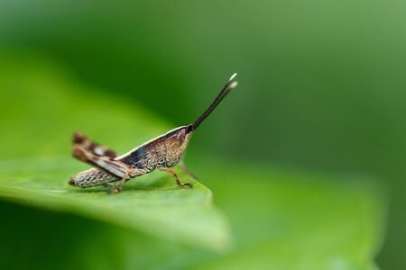 Grasshopper,insect.の写真素材