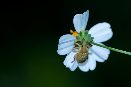Scarab,insect,blue scarab beetle on leaf.の写真素材