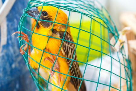 Birds in captivity,Birds,Asian golden weaver, Ploceus hypoxanthus.の写真素材