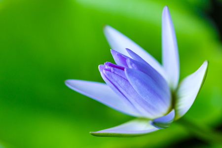 lotus,Water Lily,blur,Closeup macro.の写真素材