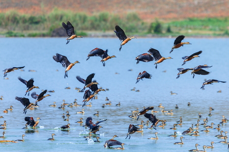 Lesser whistling duck-Birds of Thailand,nam kham reserve, chiang saen, chiang rai.の写真素材