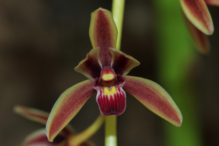 Orchids, Beautiful Orchids, Orchids from Thailand.の写真素材