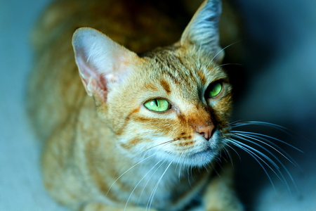 Cat,cat thai,pet.の写真素材