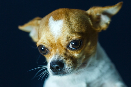 Chihuahua, cute, dog.の写真素材