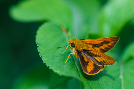 Insects, butterfly, moths,bug.の写真素材