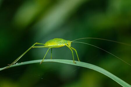 Insect, grasshopper.の写真素材