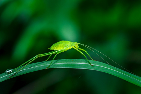 Insect, grasshopper.の写真素材