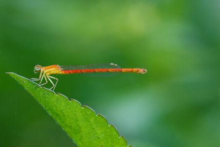 Dragonfly,insect,bug.