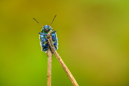 insect,bug.の写真素材